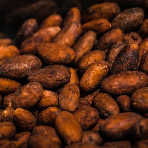 cacao criollo grano eco